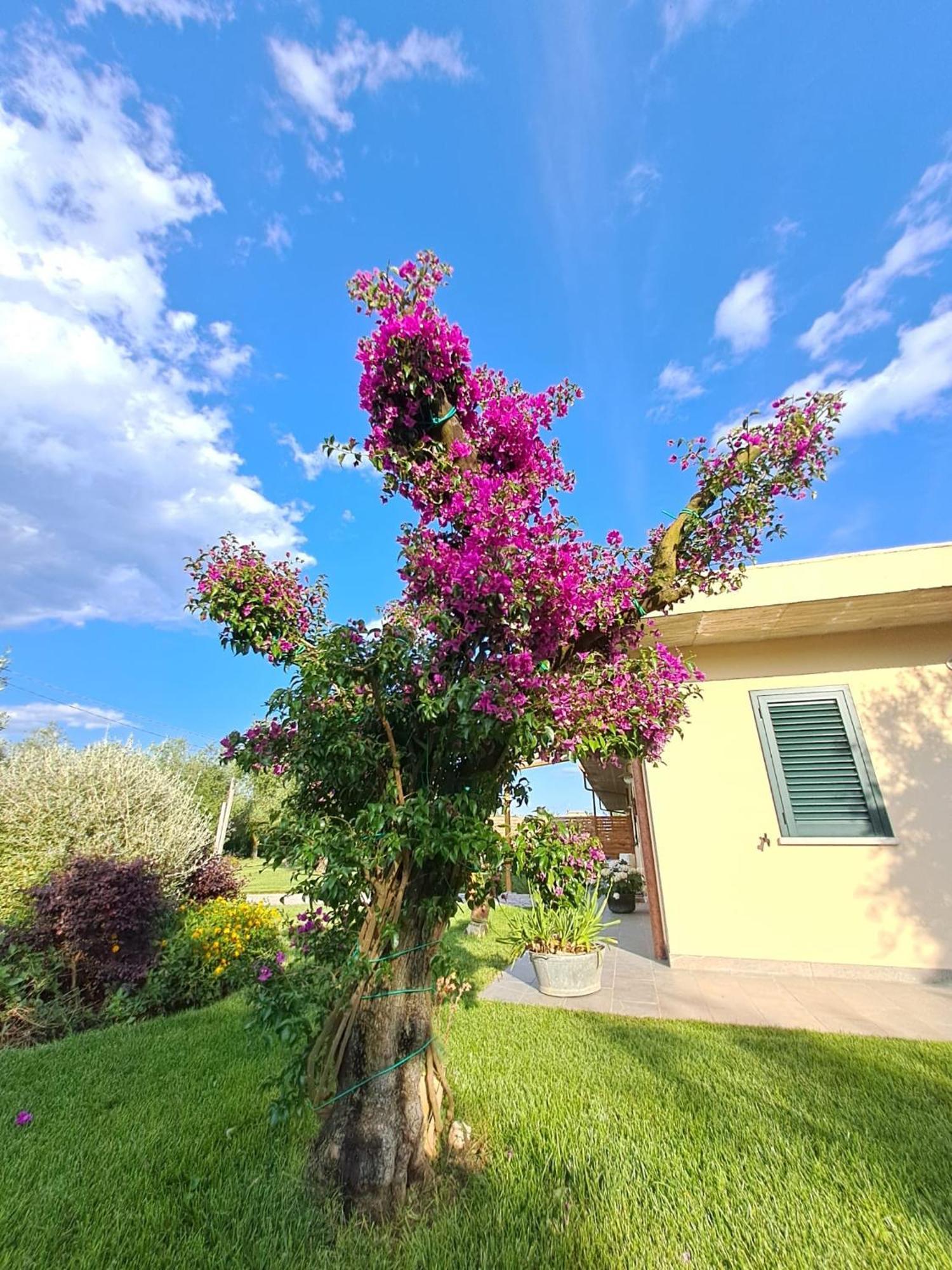La Campagna Di Peppe E Tullia Bed & Breakfast Formia Eksteriør bilde